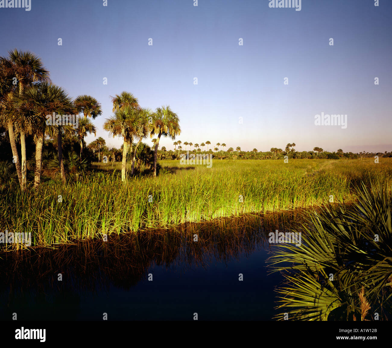Everglades National Park in Florida USA Foto Stock