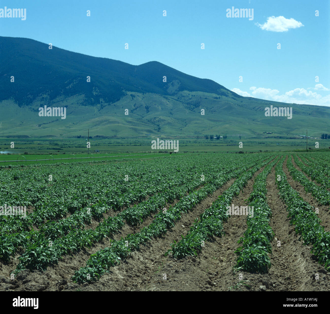 A medio termine il raccolto di patate sul campo di livello con la gamma della montagna dietro Montana Foto Stock
