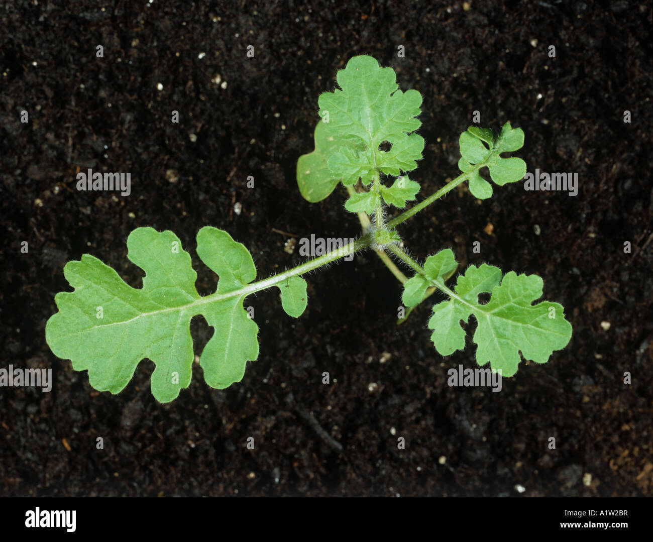 La senape bianca Sinapis alba piantina pianta con quattro foglie vere Foto Stock