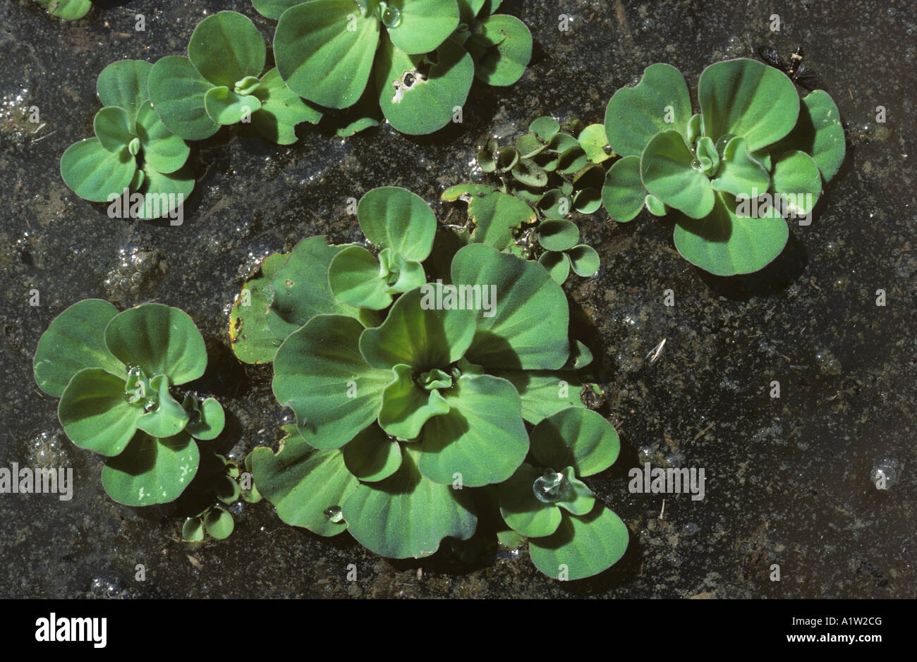 Acqua lattuga Pistia stratiotes floating piante acquatiche della Thailandia Foto Stock