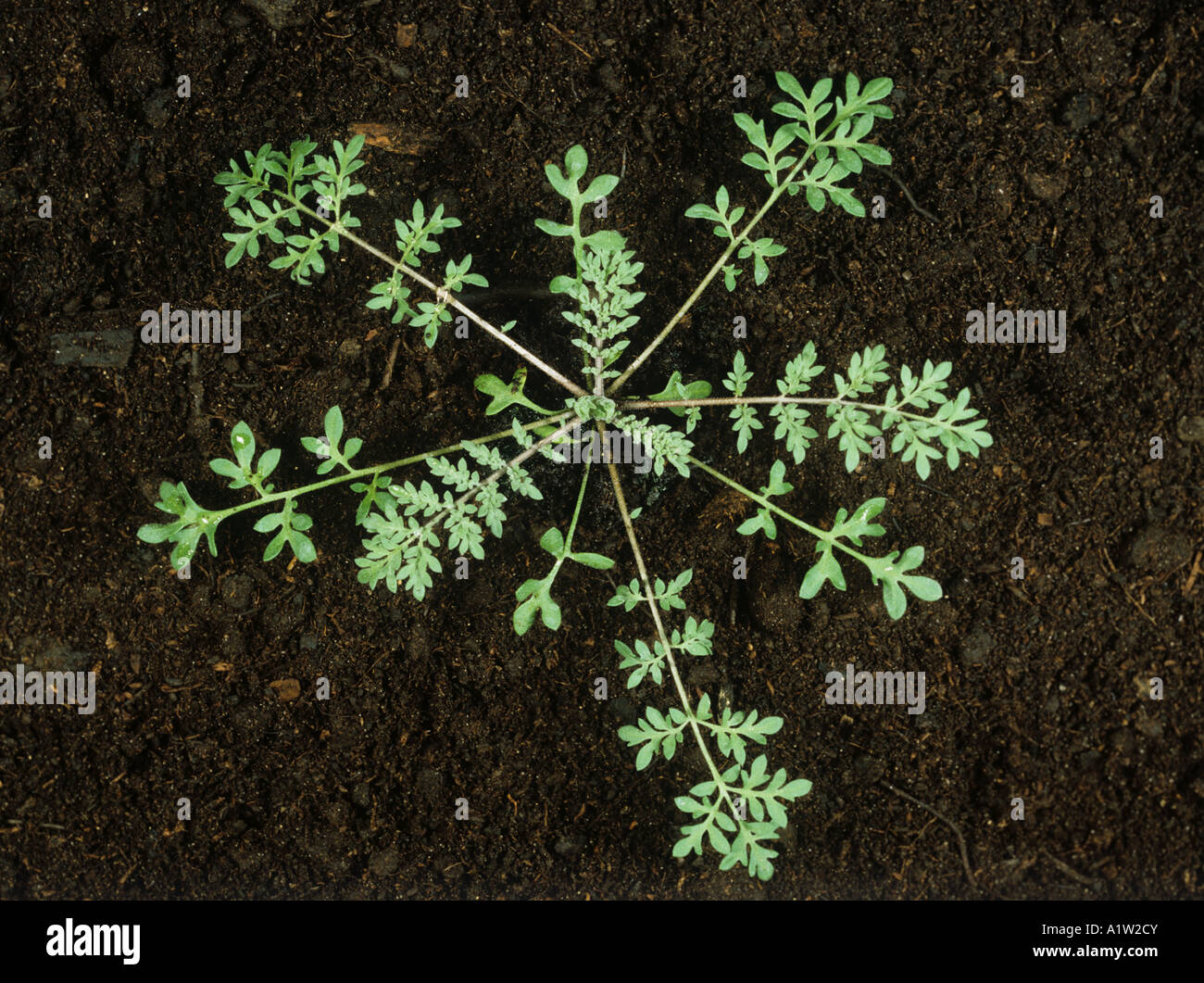 Senape Tansy Descurania pinnata pianta giovane rosette Foto Stock