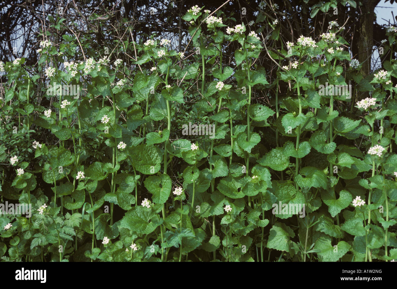 Jack da siepe o senape aglio Alliaria petiolata piante da fiore Foto Stock