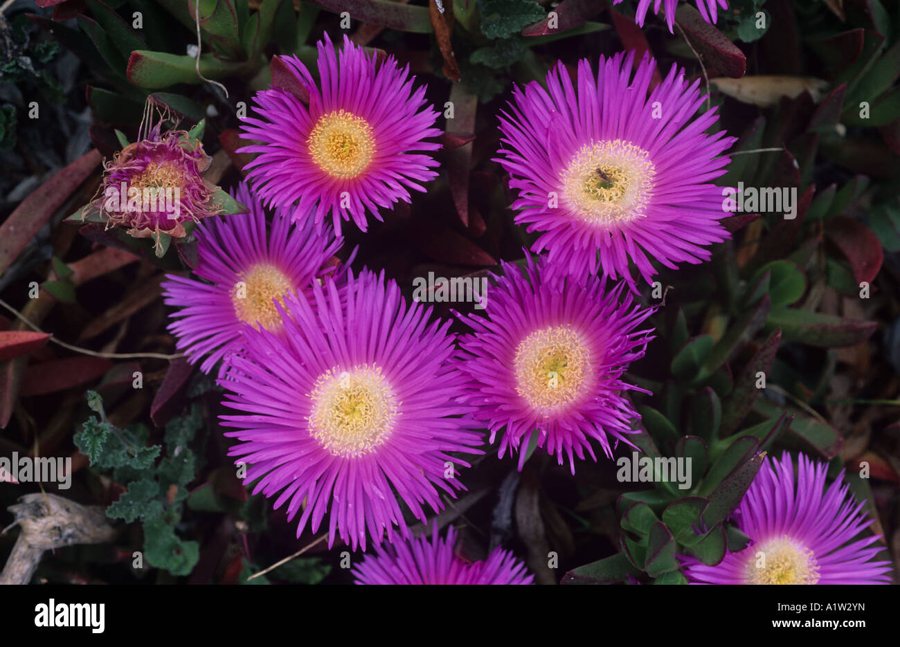 Sally il mio bel o gigante pigface Carpobrotus acinaciformis fiori Mallorca Foto Stock