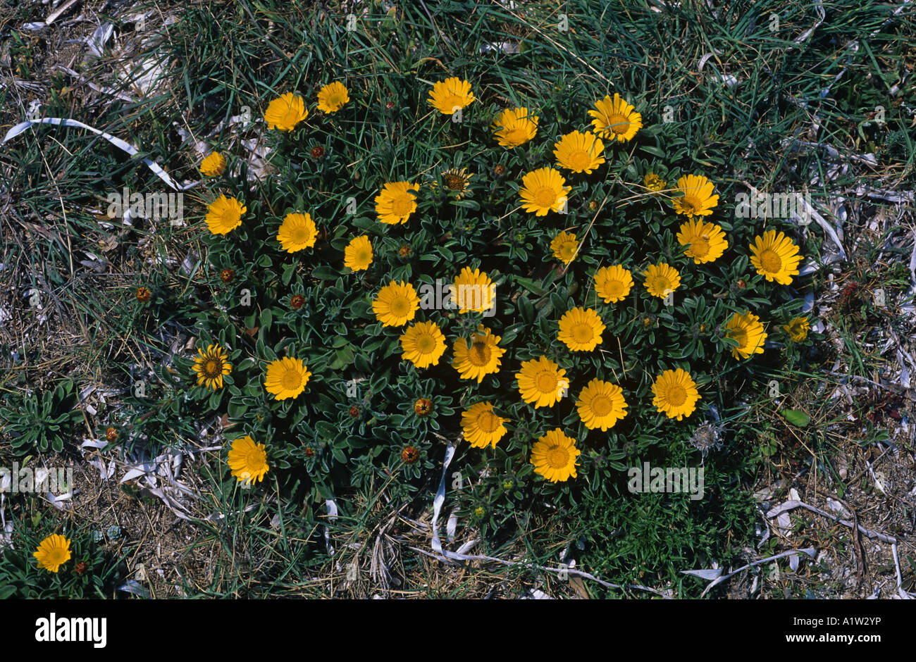 Moneta in oro o spiaggia Mediterraneanm daisy Asteriscus maritimus pianta flowering Foto Stock
