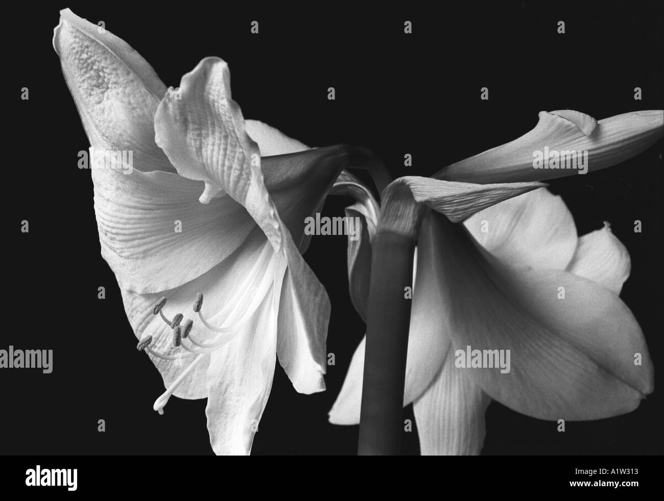 Amaryllis bianco Foto Stock