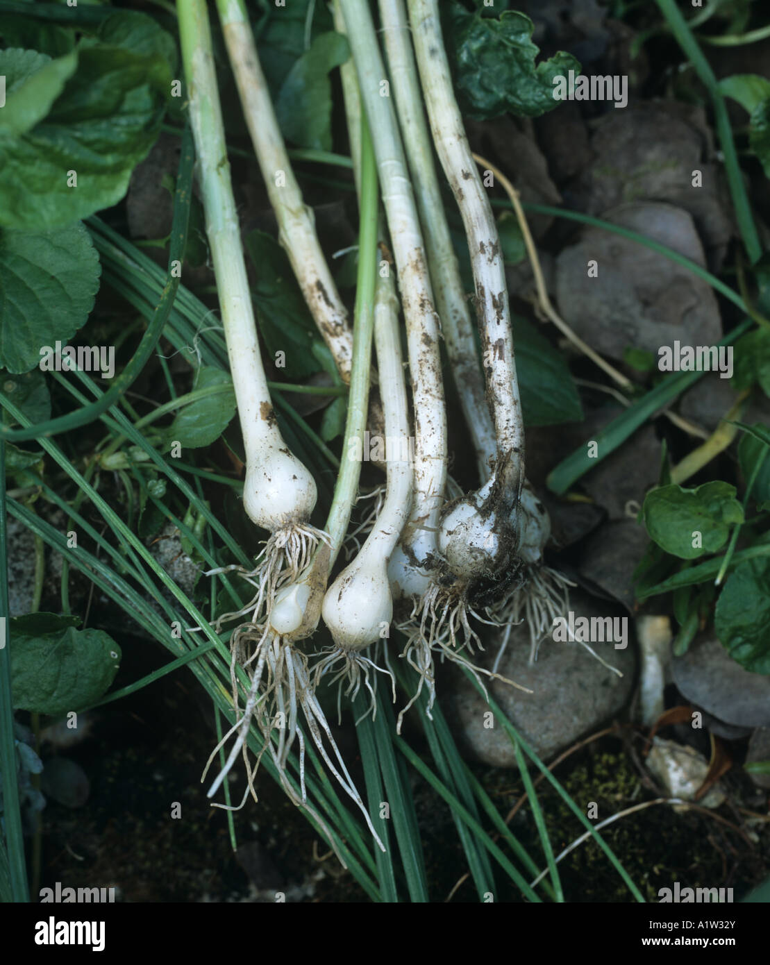 Bulbi di sradicati crow aglio Allium vineale piante Foto Stock