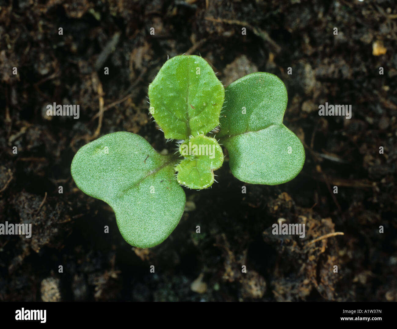Charlock Sinapis arvense piantina cotiledoni con prime foglie vere formando Foto Stock