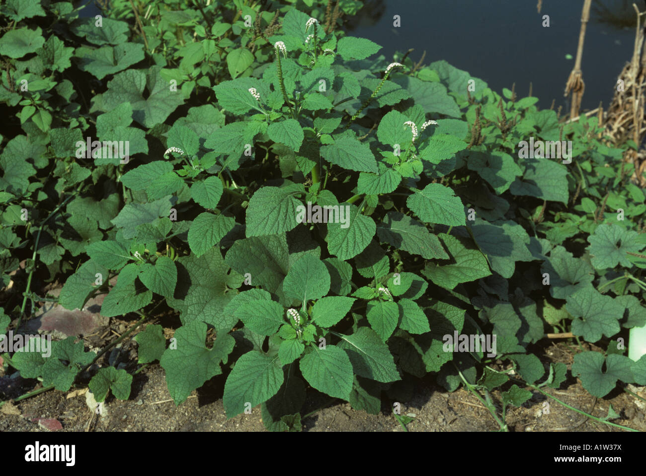 Indian eliotropio o turnsole Heliotropium indicum pianta flowering Thailandia Foto Stock