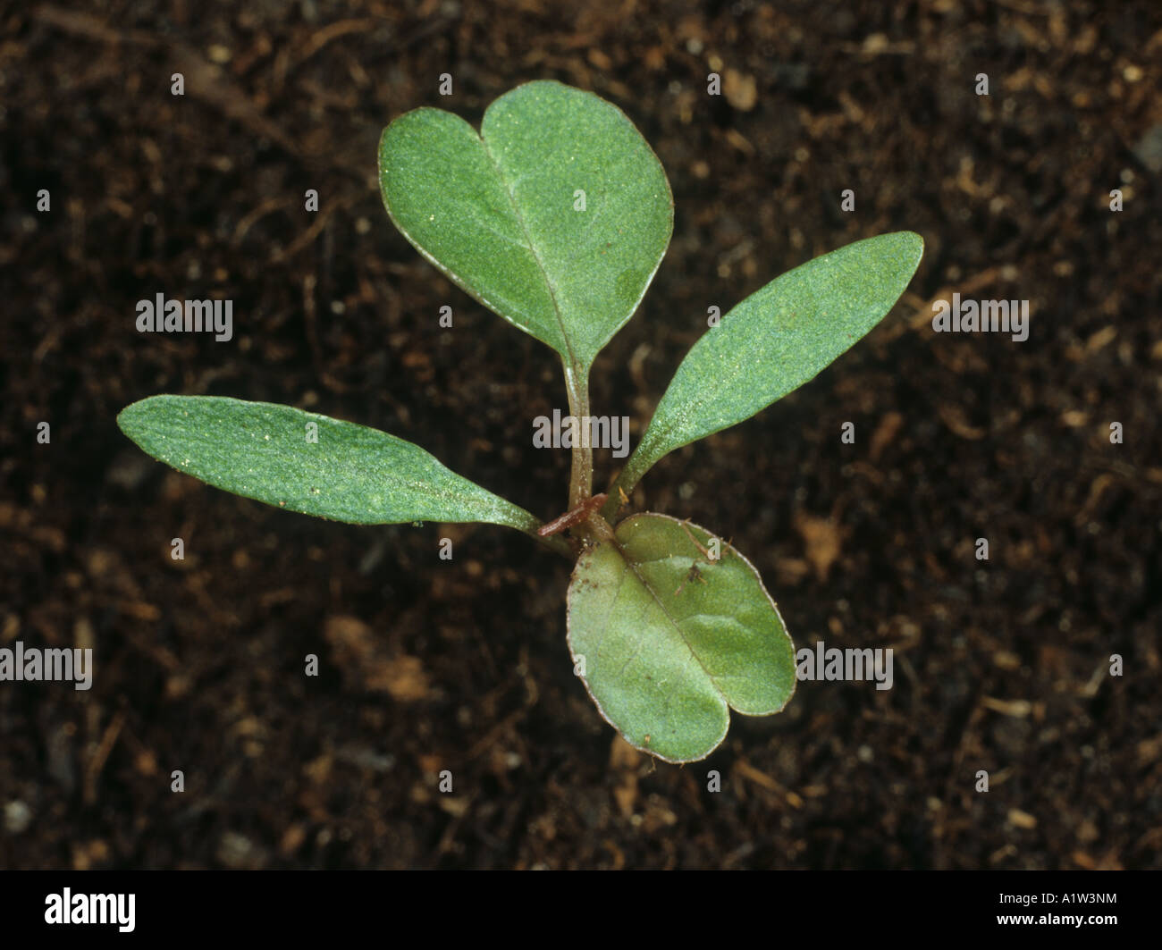 Lo spagnolo calulu Amaranthus dubius piantina con due foglie vere Foto Stock
