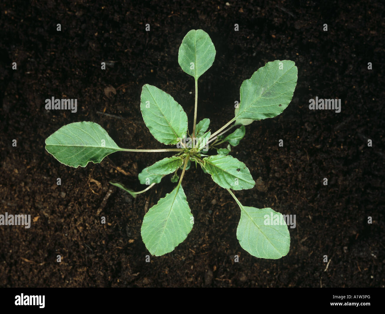 Lo spagnolo calulu Amaranthus dubius pianta giovane Foto Stock