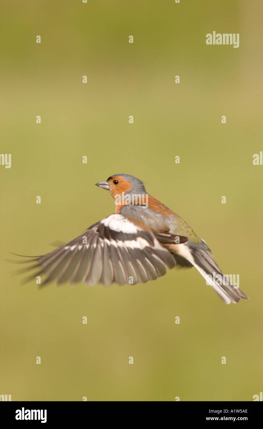 Fringuello venuta in terra Foto Stock