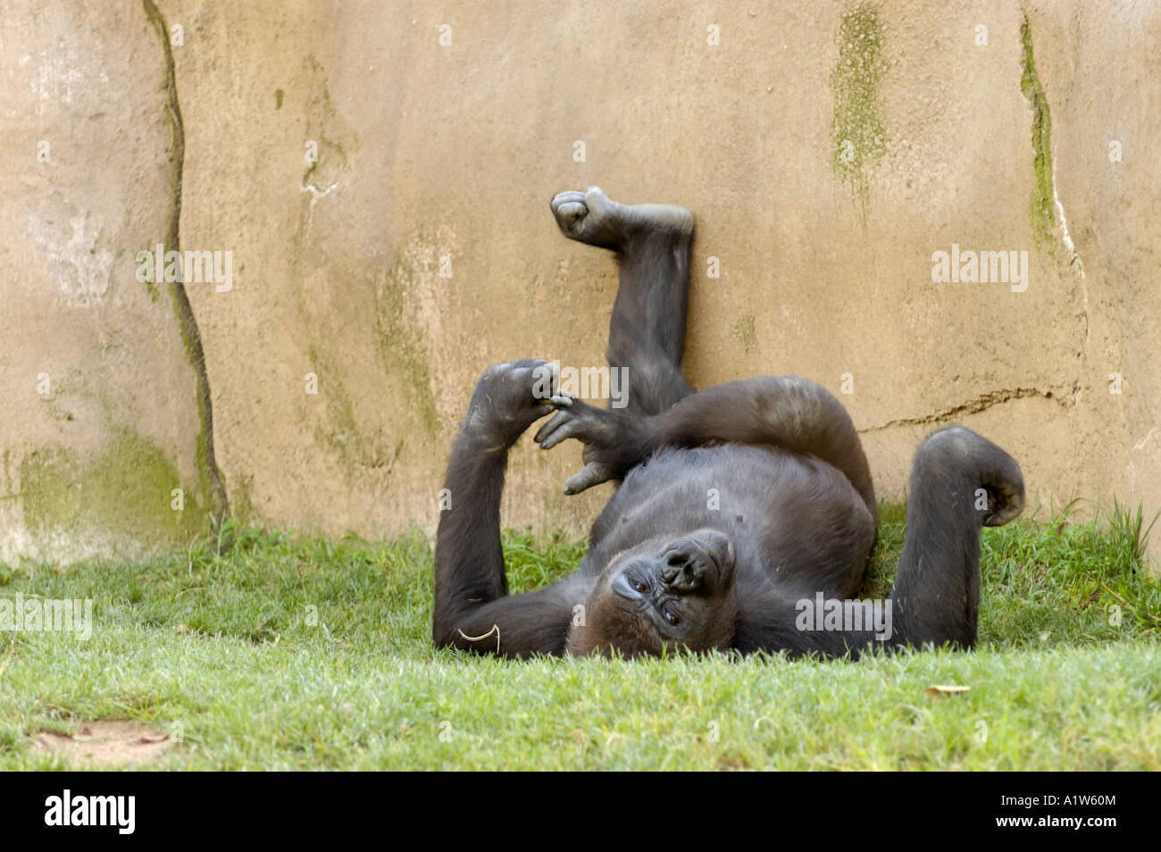 Gorilla a San Diego Wild Animal Park Escondido California USA Foto Stock