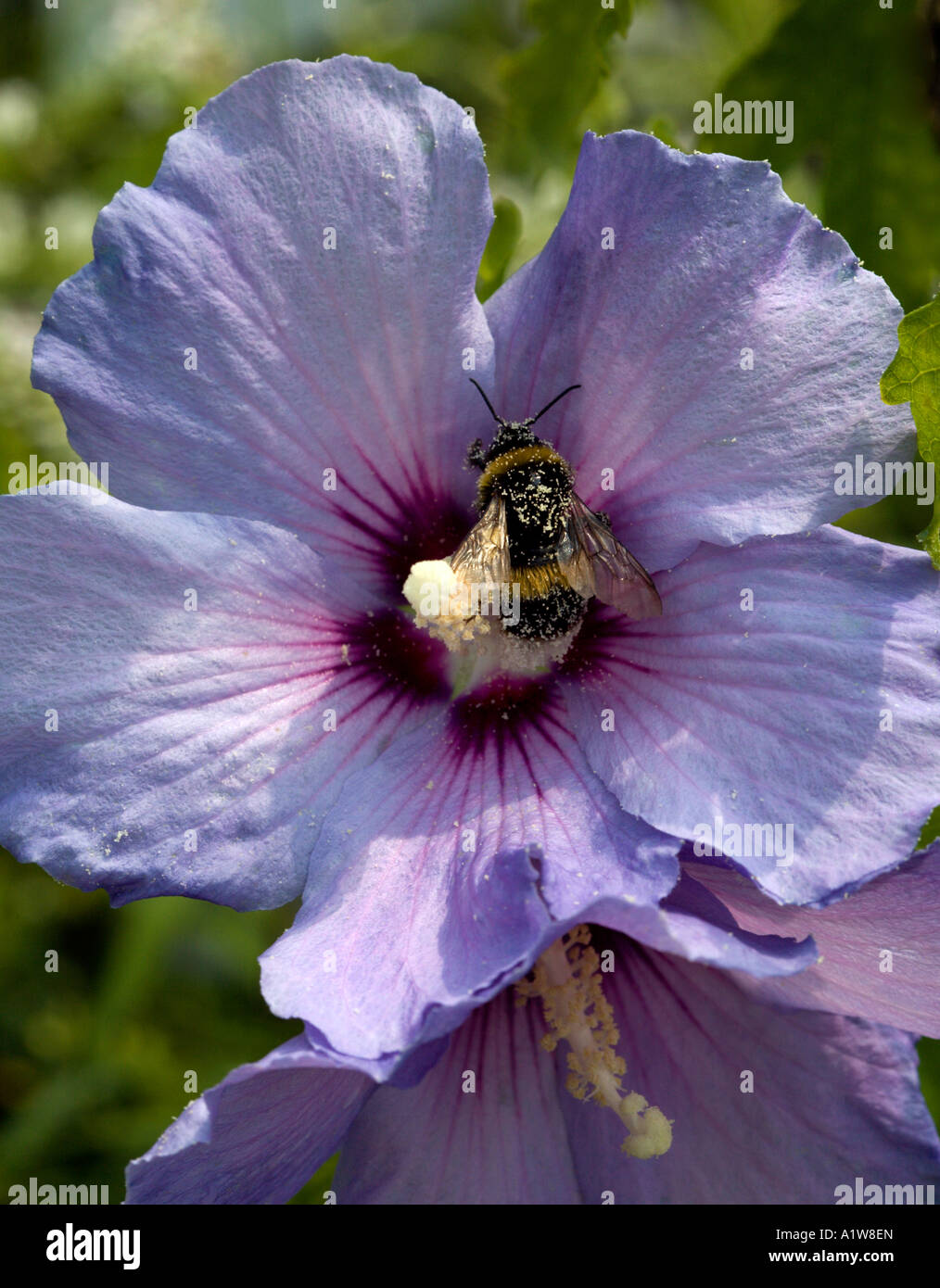 Malva di Hibiscus & Bumblebee Foto Stock