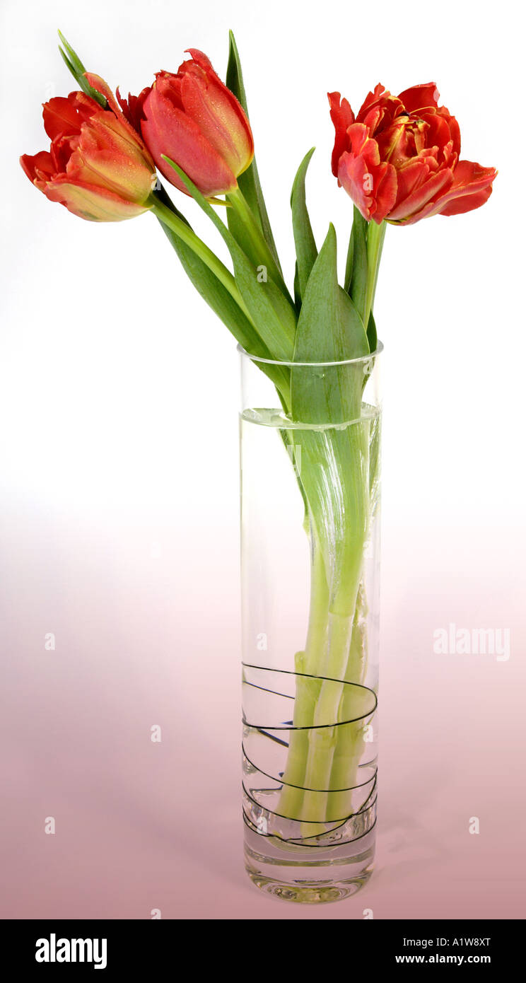 Vaso In Vetro Con Motivo Tulipani – Altezza 25,4 Cm, Larghezza 12,7 Cm, Trasparente, Per Decorazione Casa O Regalo Di Nozze - 2
