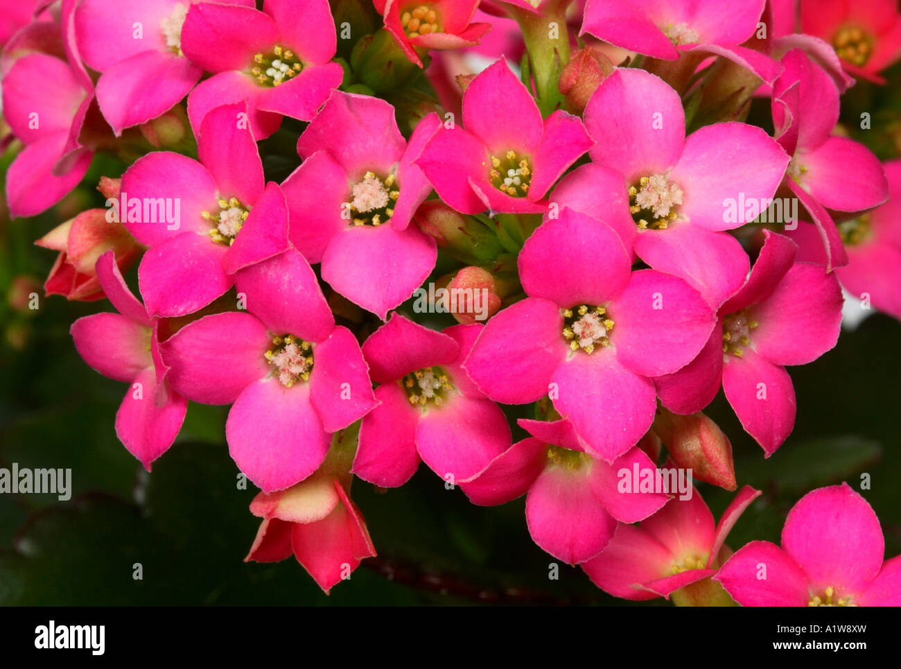 Rosa Kalanchoe (Flaming Katy) Foto Stock