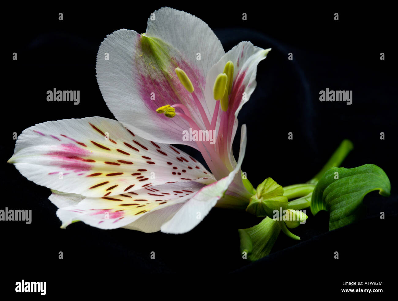 Alstroemeria bianco (peruviano Lily) Foto Stock