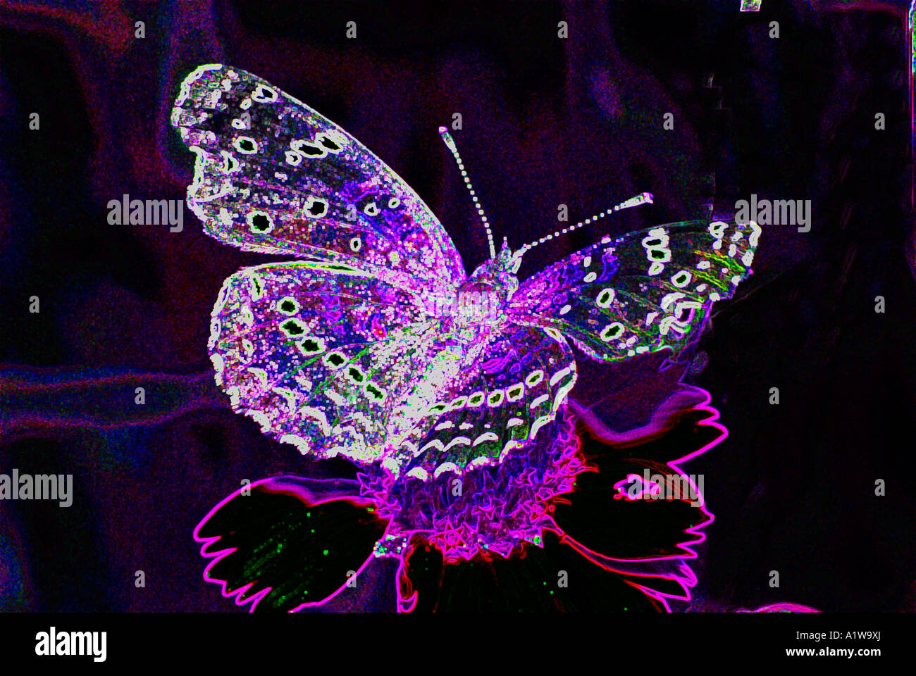 Digital Enhanced butterfly foto. Generato dal computer. foto molto colorato. Foto Stock
