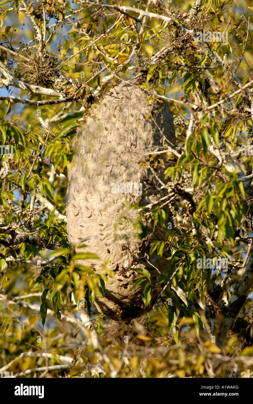 Nido di calabroni. I calabroni costruire grandi nest per proteggersi dal freddo e calore. Se vedi un nido come questo, lasciare da solo Foto Stock