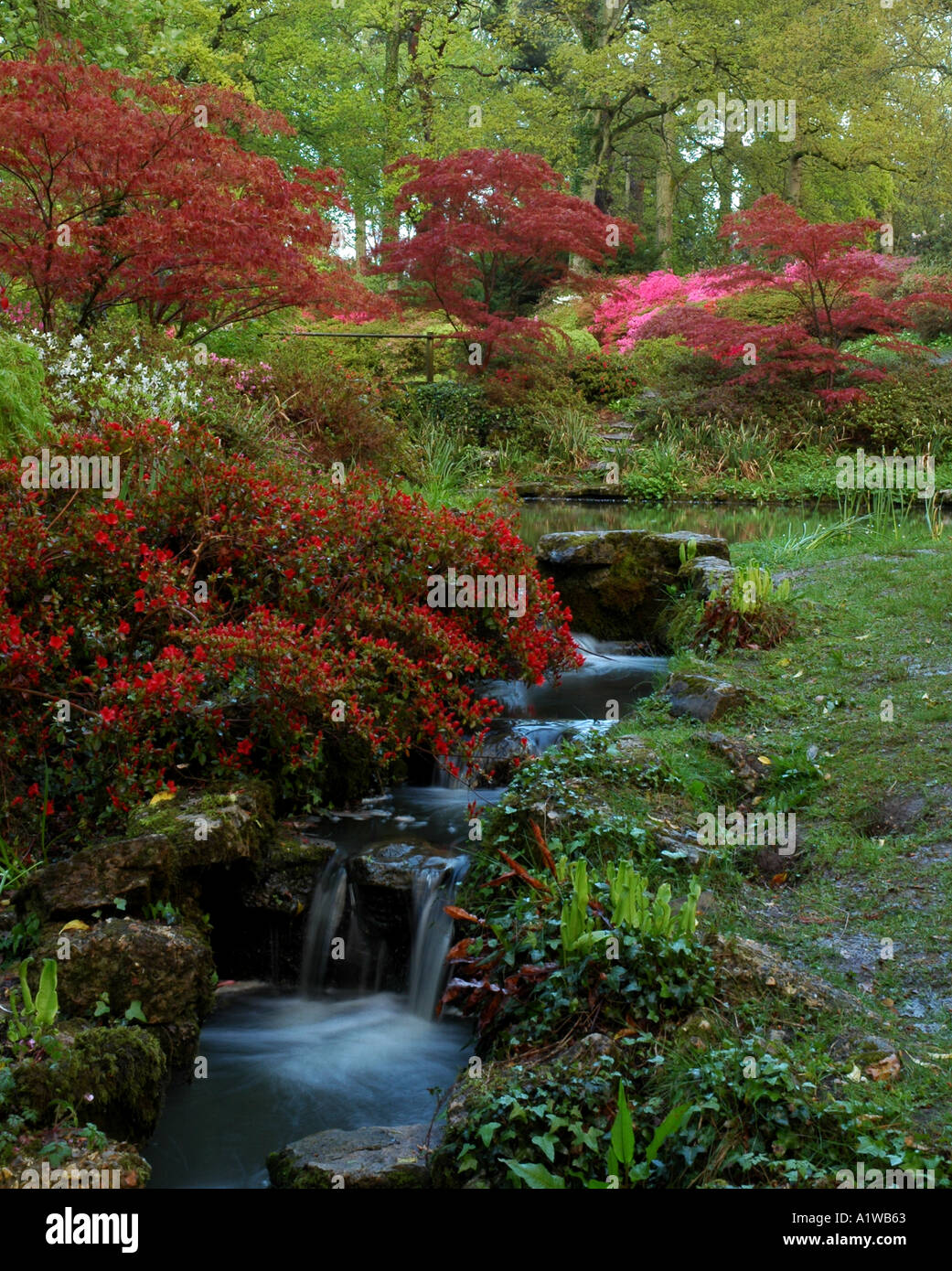 Azalee, Rododendri a Exbury Gardens New Forest Hampshire primavera Foto Stock