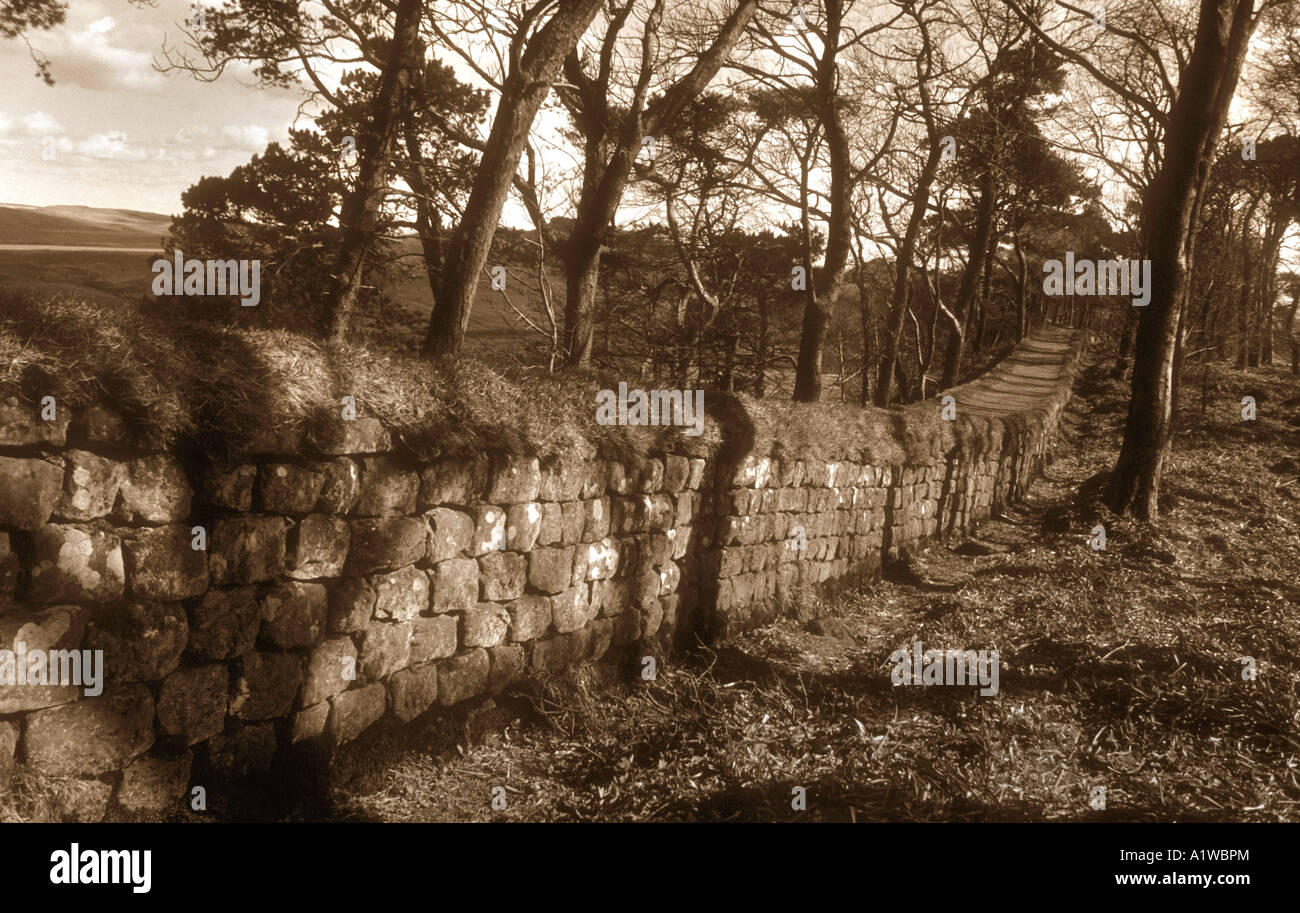 Una sezione di parete di Adriano che attraversa un bosco ceduo di alberi in Northumberland UK. Foto Stock