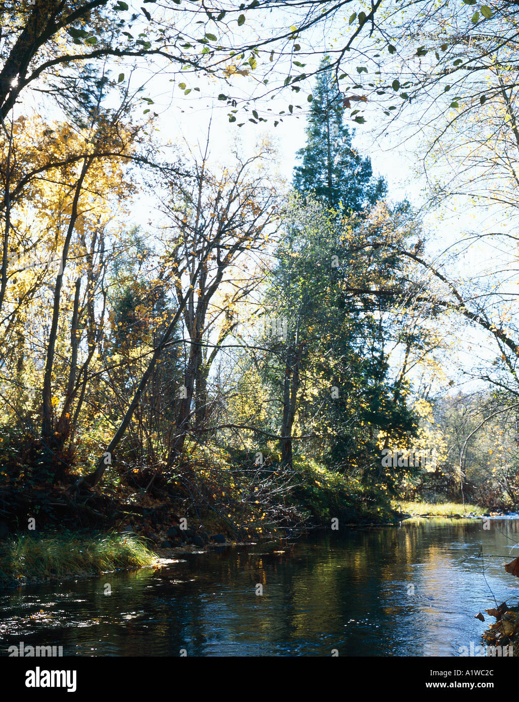 I colori dell'autunno in Sierra Foothills california Foto Stock