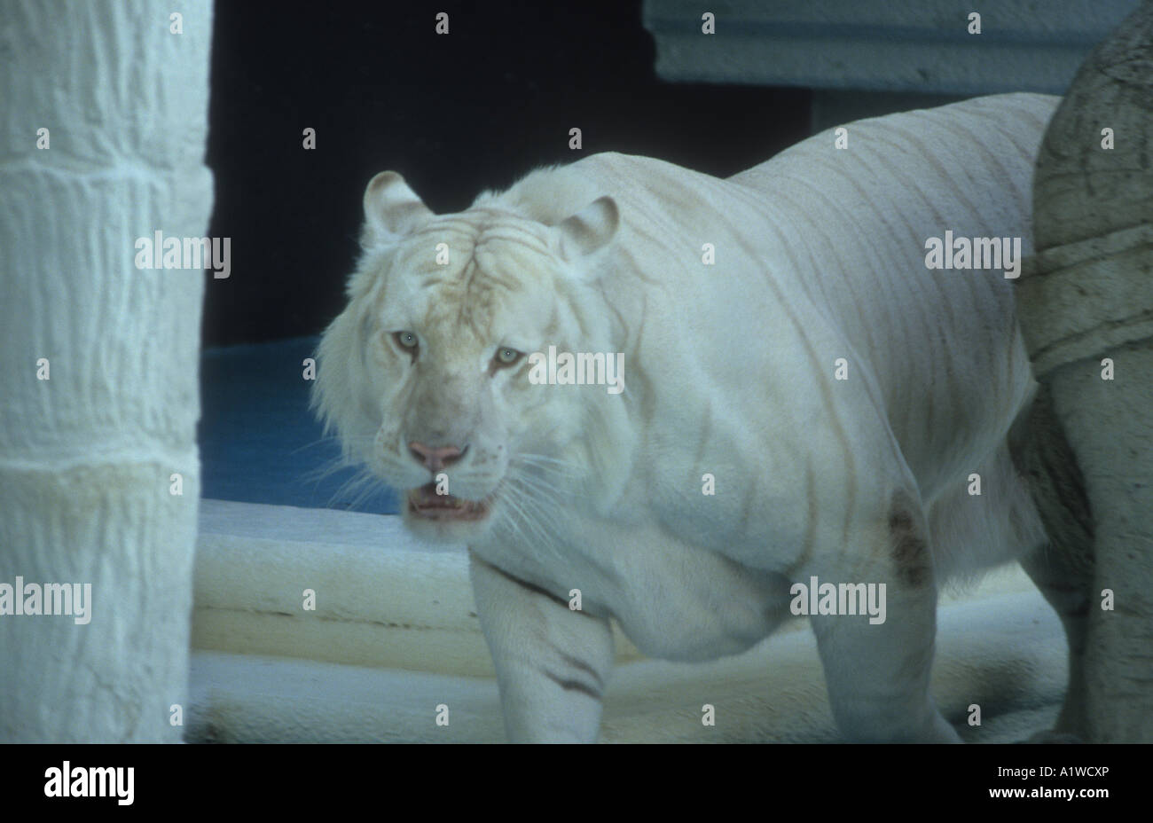 Adulto bianco tigre del Bengala in mostra al Mirage Hotel di Las Vegas,posseduti ed allevati da Siegfried & Roy,interpreti presso l'Hotel. Foto Stock