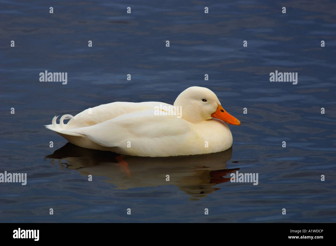 Aylesbury Duck Floating & nuoto,prende il suo nome da Aylesbury nel Buckinghamshire, dove è stato prima allevati nel 1800s. Foto Stock