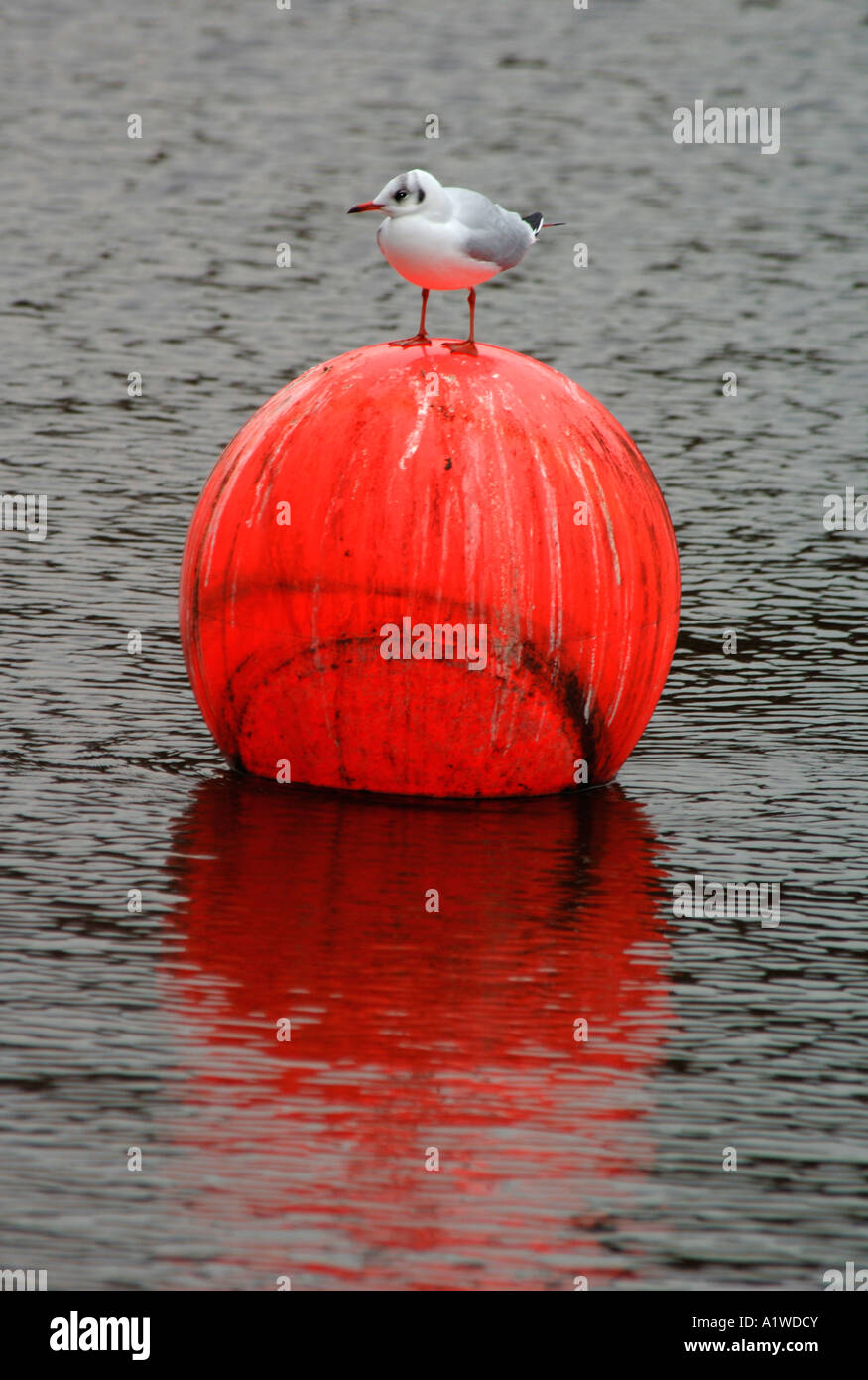 Gabbiano Black-Headed (Larus ridibundus)in piedi su un rosso brillante Bouy in plastica. Foto Stock