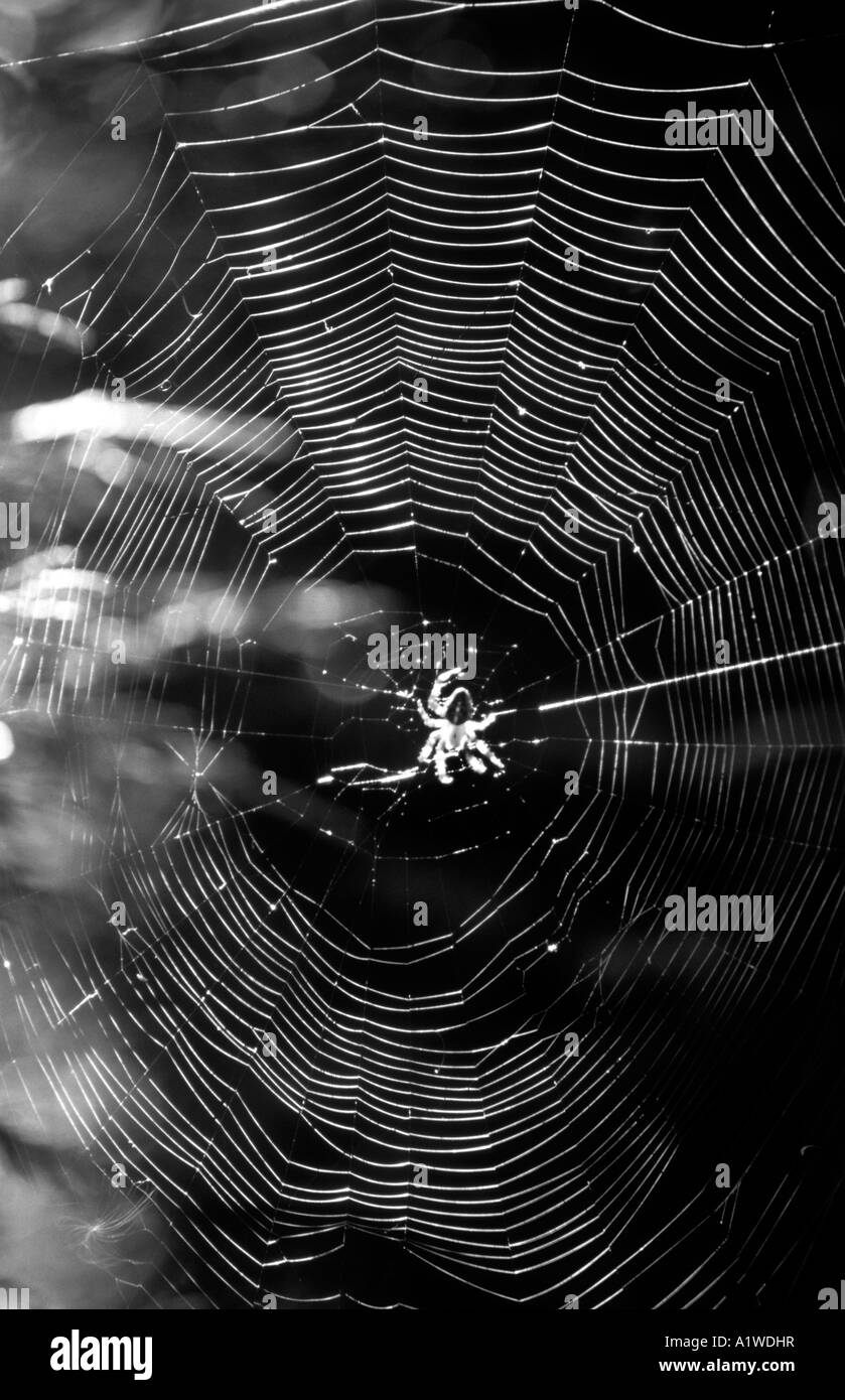 Giardino ragno al centro della sua Web(Araneus diadematus) Foto Stock