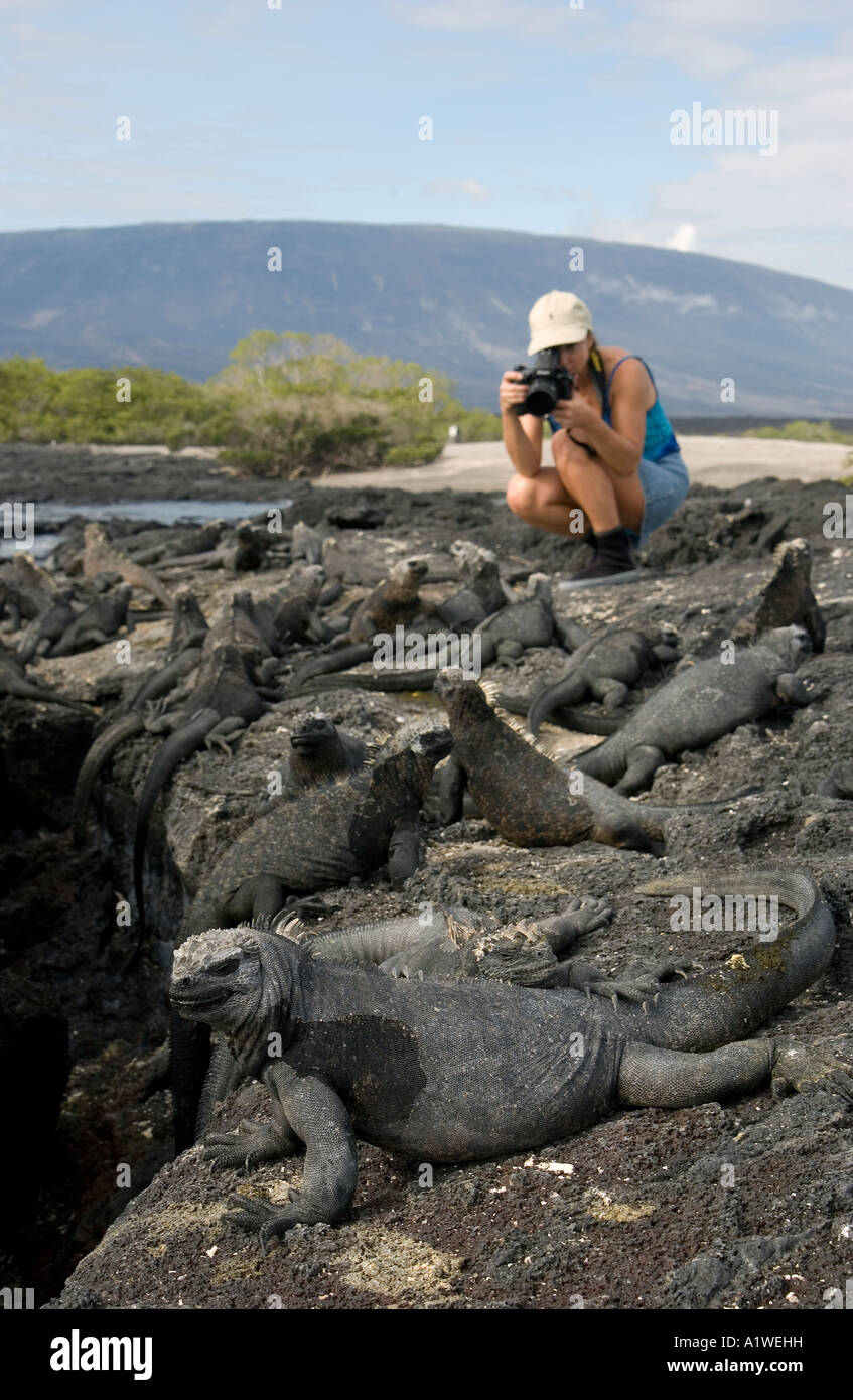 Un turista femminile si concentra la sua fotocamera SU UN MARINE IGUANA Amblyrhynchus cristatus Fernandina Island GALAPAGOS Foto Stock