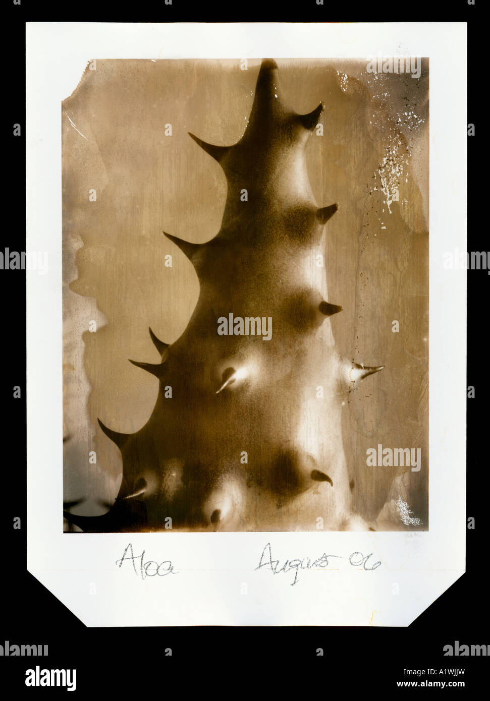 Aloa Vera dettaglio originale stampa polaroid Foto Stock