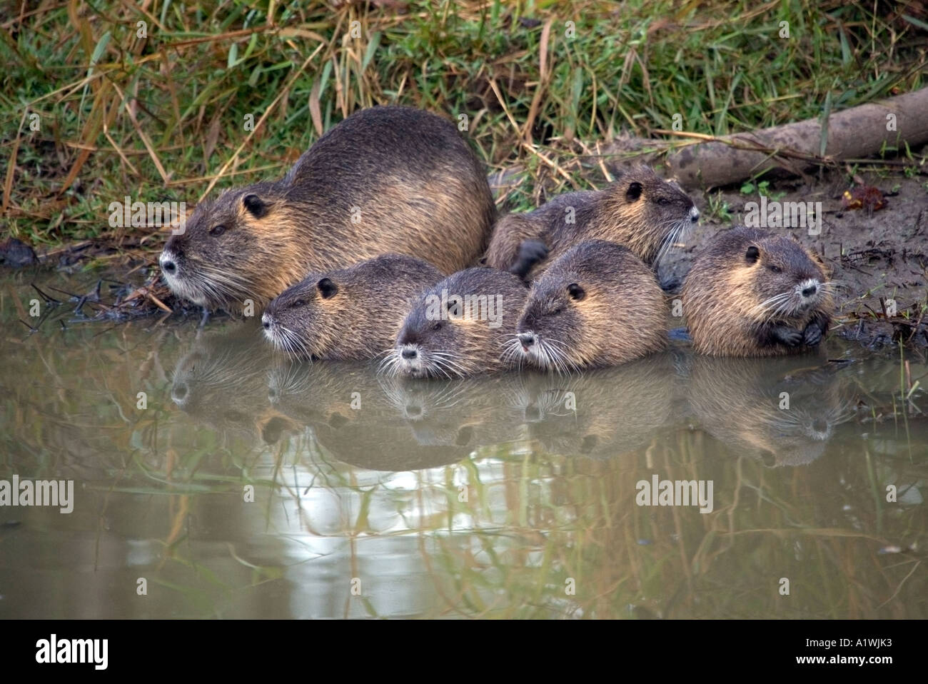 Nutria bagno della famiglia insieme sul William Finley Wildlife Refuge in Oregon. Foto Stock