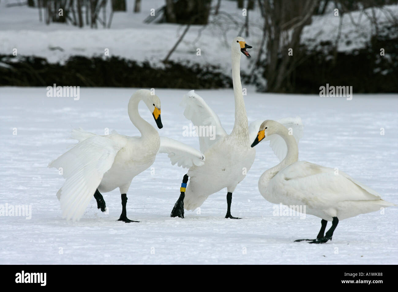WHOOPER SWAN Cygnus cygnus Foto Stock