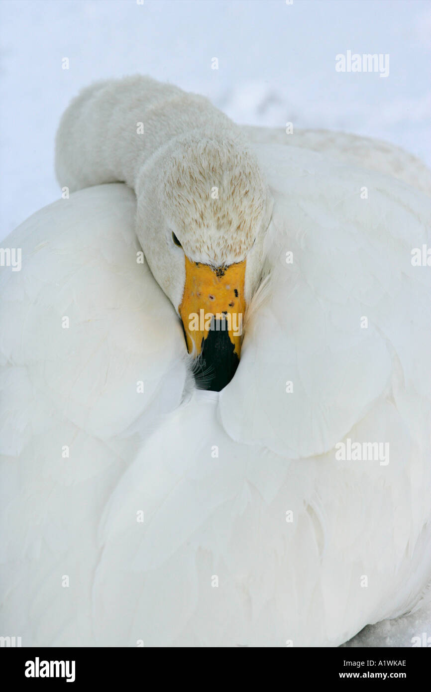 WHOOPER SWAN Cygnus cygnus Foto Stock