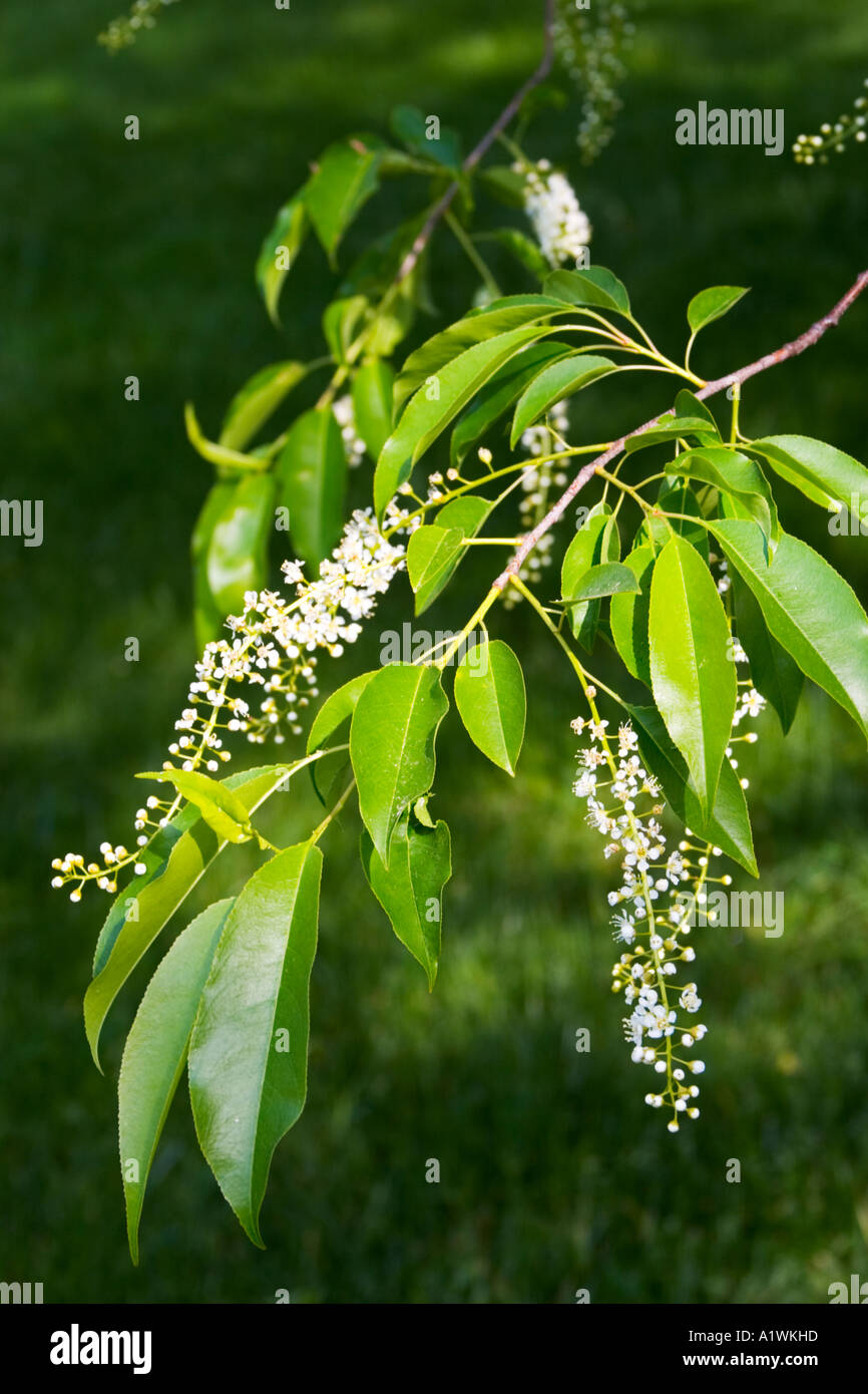 Un Chokecherry (Prunus virginiana L) albero con fiori in primavera. Foto Stock