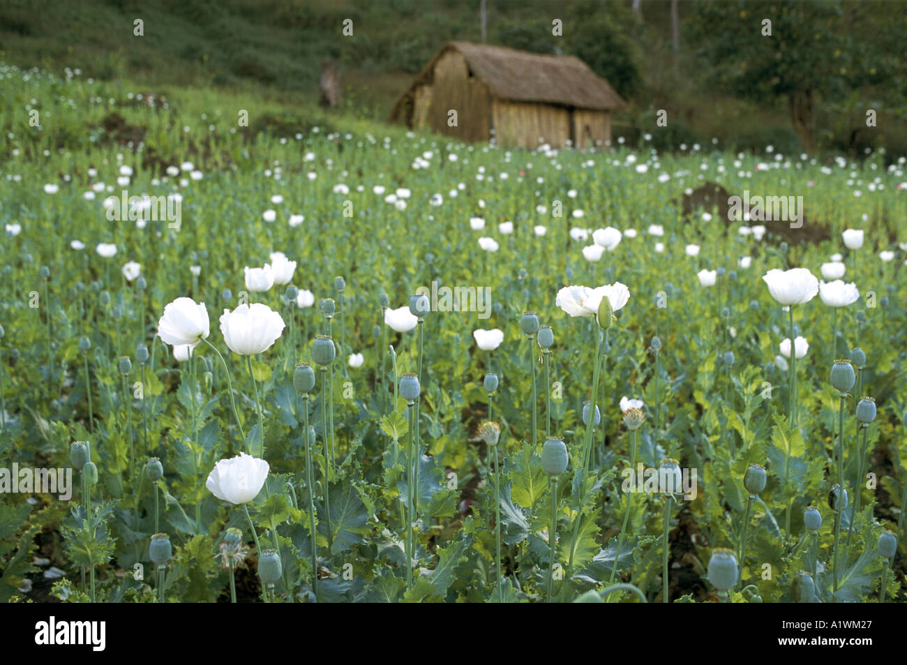 Campi di oppio.Il Papavero fiori e boccioli. Lo stato di SHAN BIRMANIA 2000 Foto Stock