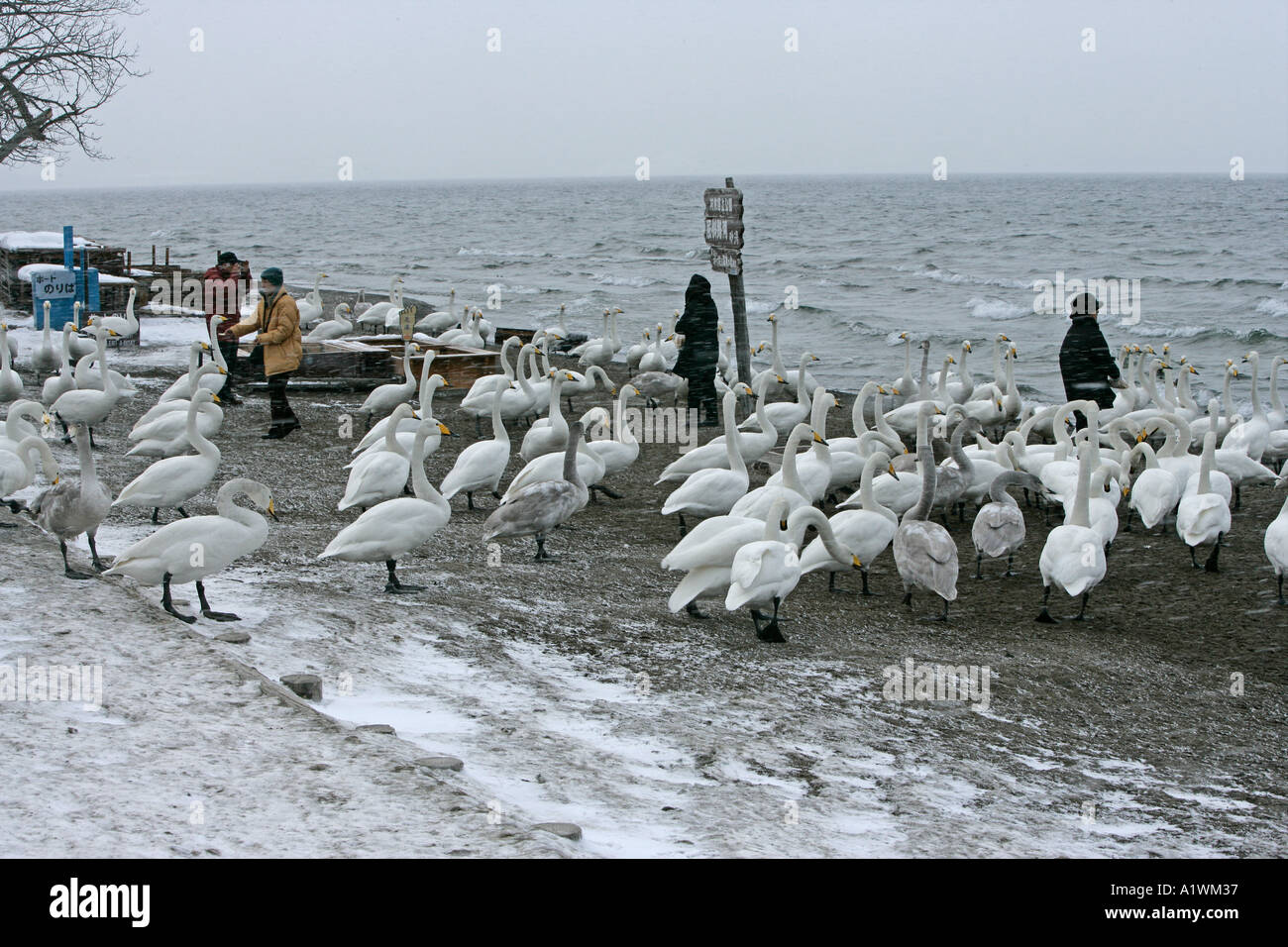 WHOOPER SWAN Cygnus cygnus Foto Stock