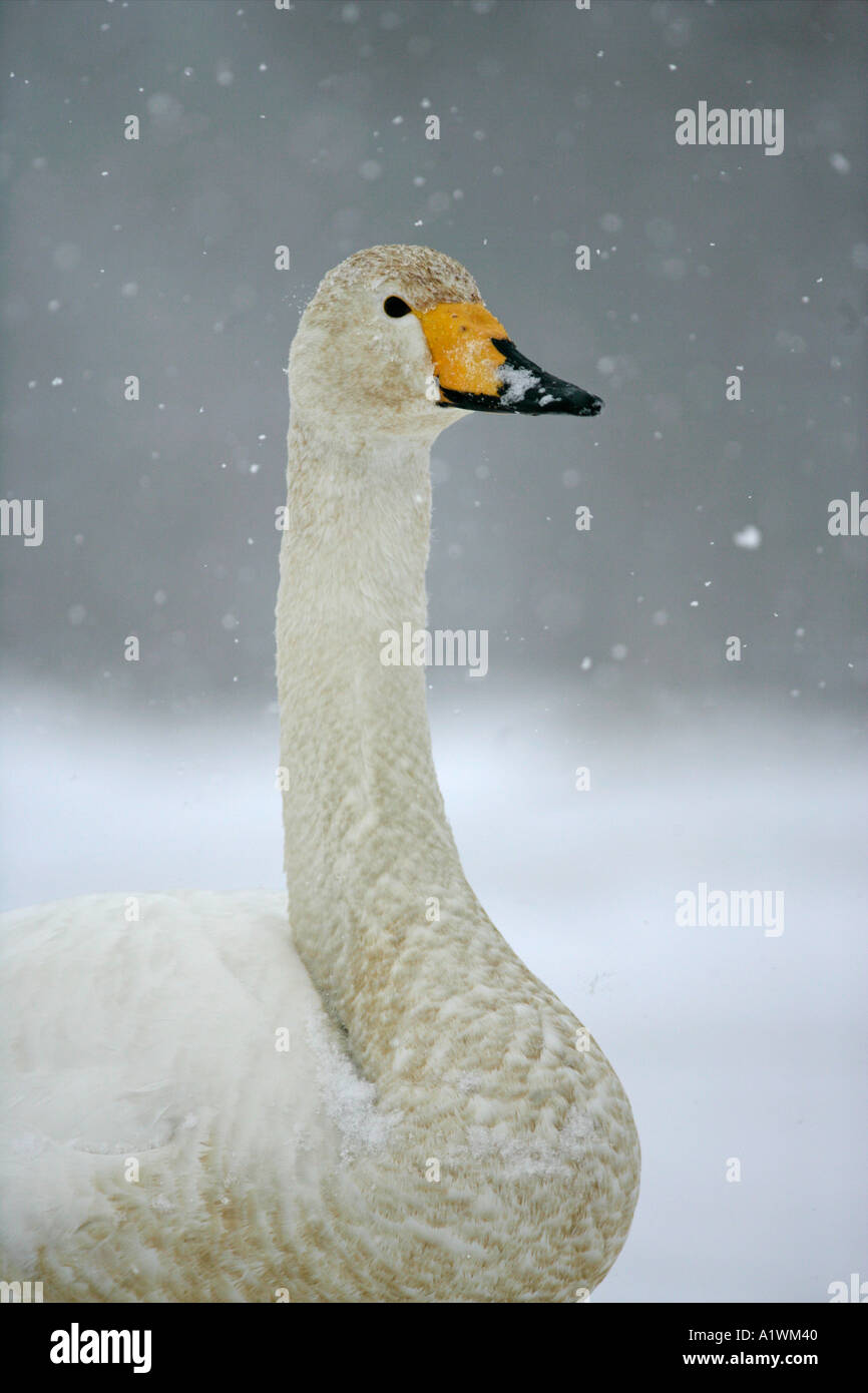 WHOOPER SWAN Cygnus cygnus Foto Stock