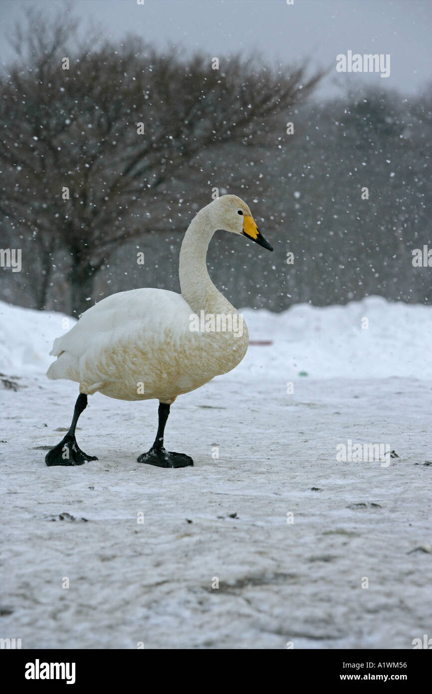 WHOOPER SWAN Cygnus cygnus Foto Stock