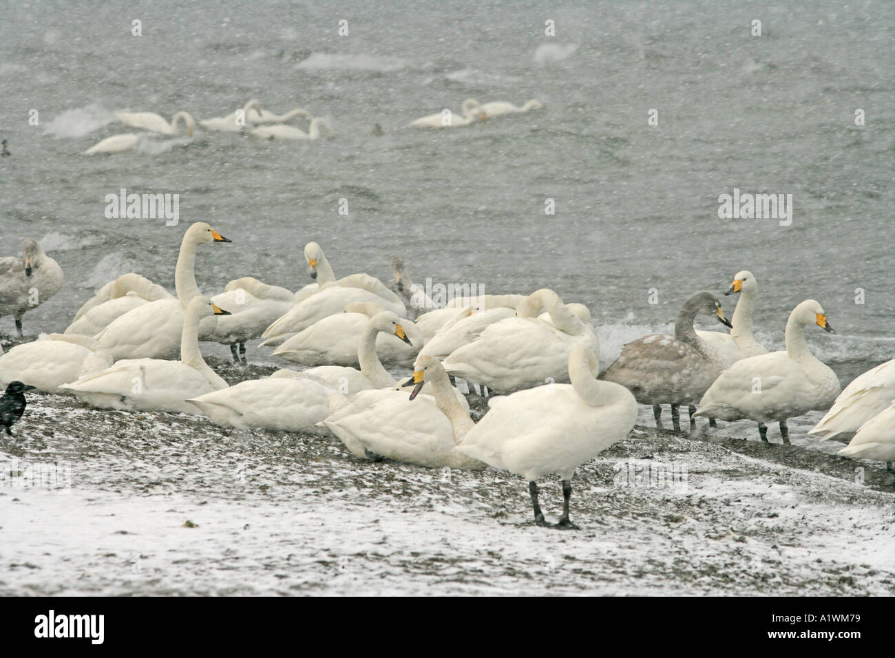 WHOOPER SWAN Cygnus cygnus Foto Stock