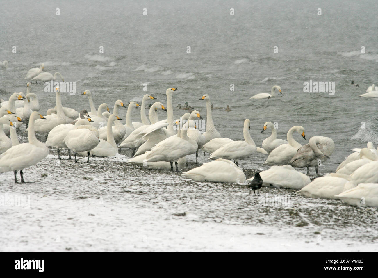 WHOOPER SWAN Cygnus cygnus Foto Stock