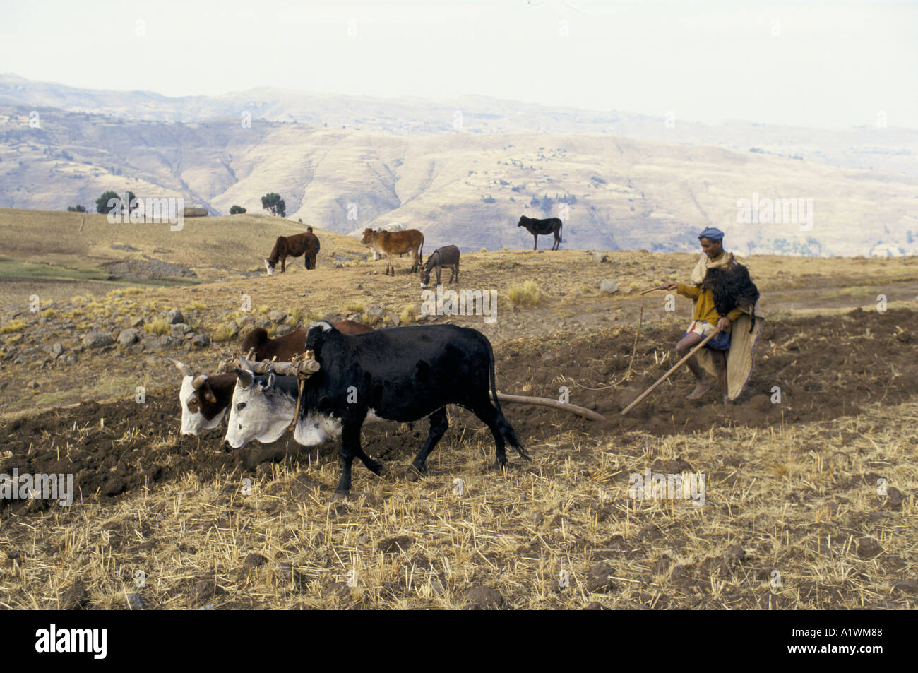 Povero contadino aratura con buoi, Highlands ETIOPIA 1994 Foto Stock