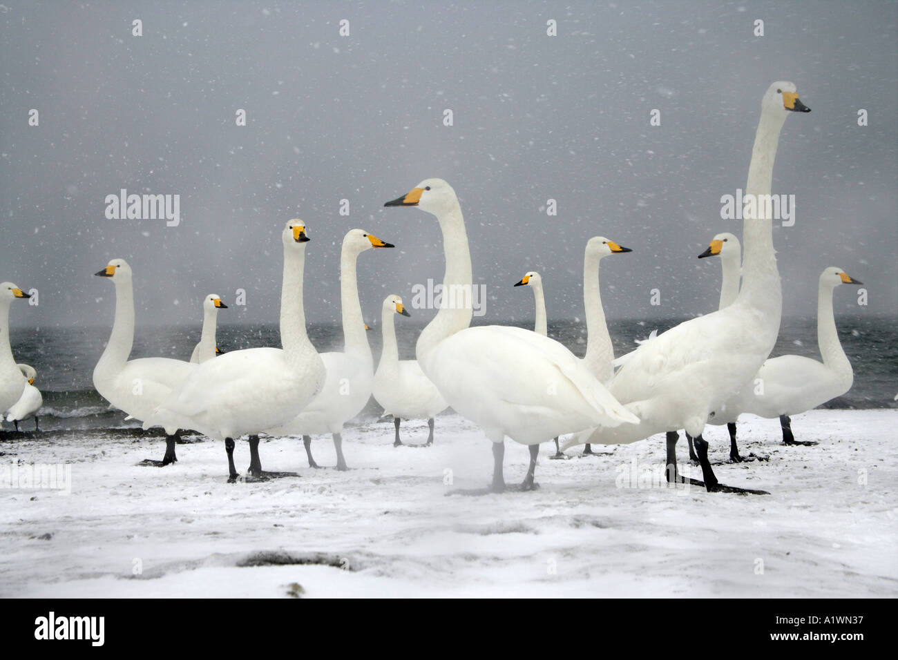 WHOOPER SWAN Cygnus cygnus Foto Stock
