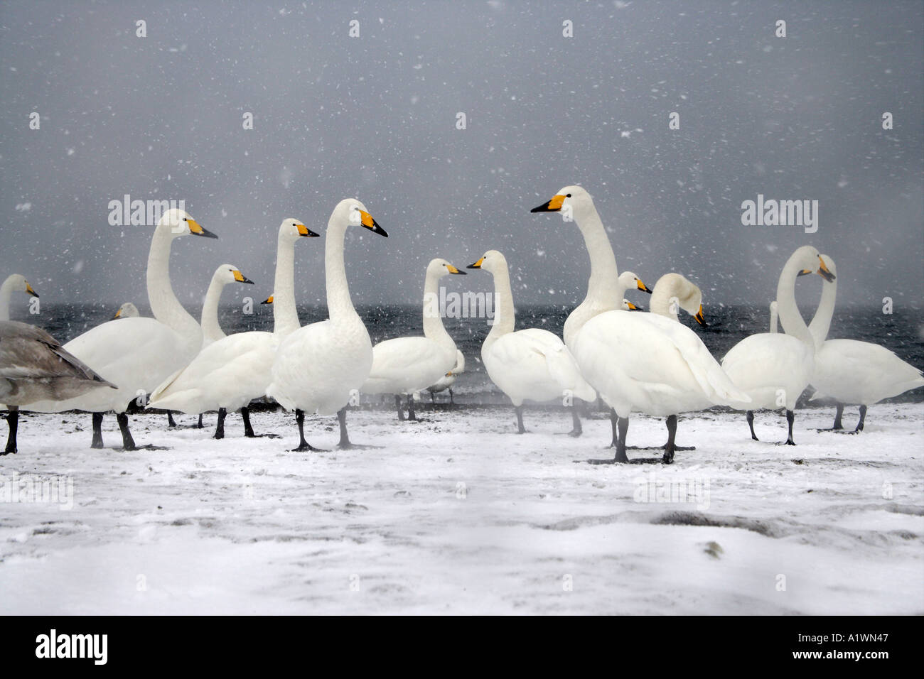 WHOOPER SWAN Cygnus cygnus Foto Stock