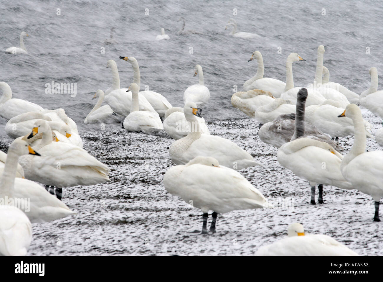 WHOOPER SWAN Cygnus cygnus Foto Stock
