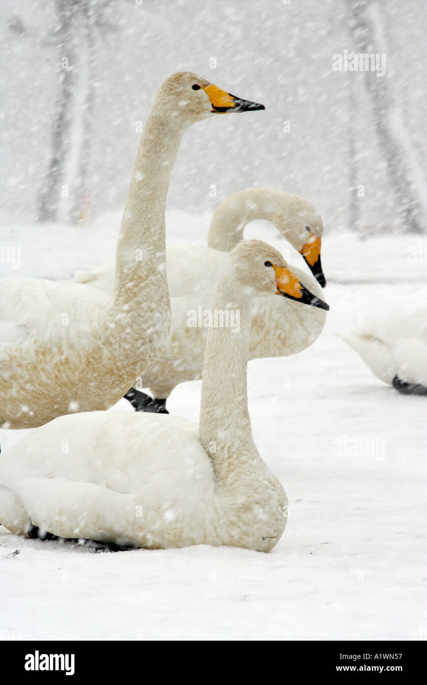 WHOOPER SWAN Cygnus cygnus Foto Stock