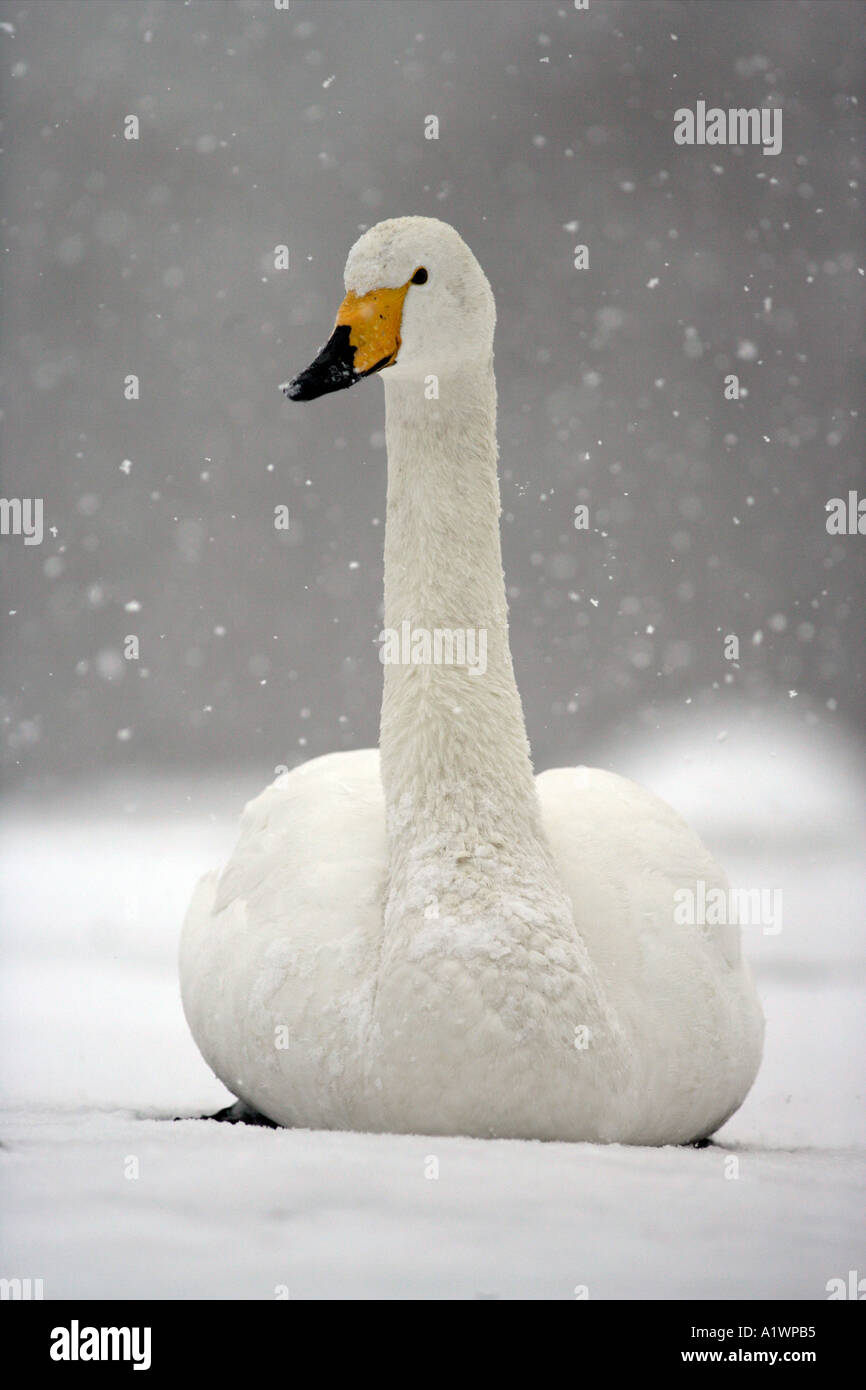 WHOOPER SWAN Cygnus cygnus Foto Stock