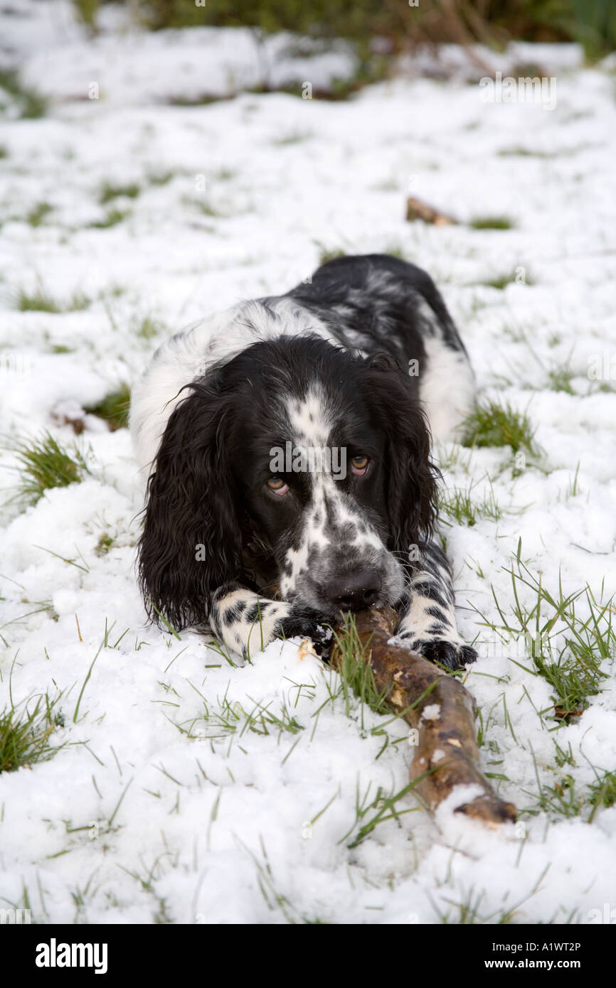 English Springer spaniel giocare nella neve inverno Cornovaglia Foto Stock