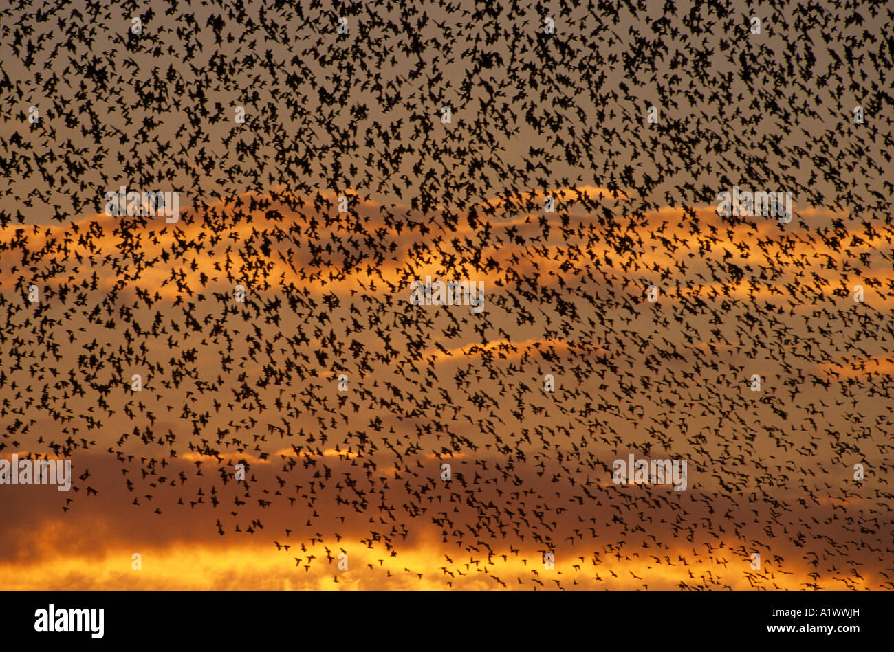 Per gli storni Sturnus vulgaris volo a roost marazion marsh rspb riserva tramonto Foto Stock