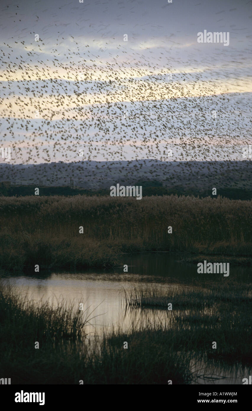 Per gli storni Sturnus vulgaris a roost marazion marsh riserva rspb Cornovaglia Foto Stock